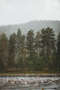 Trees by river in forest against sky