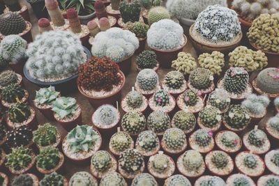 High angle view of succulent plants at market