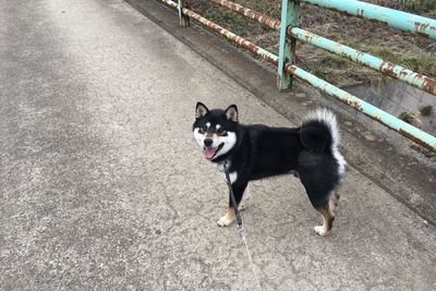 High angle view of dog standing on road