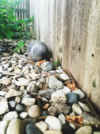 High angle view of bird on pebbles