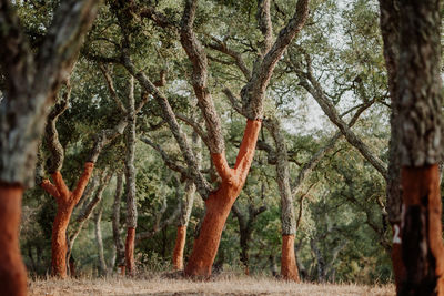 Cork oak tree