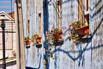 Flower pots on windows of apartments