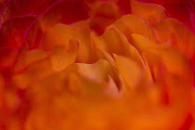 Macro shot of red flower