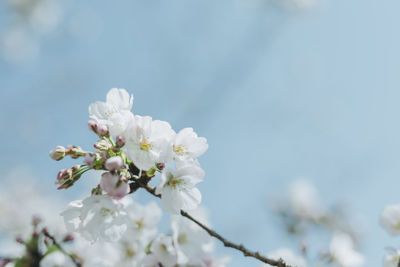 Close-up of white flowers on branch of tree against sky