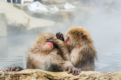 Monkeys in a field