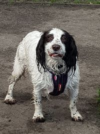 Portrait of a dog