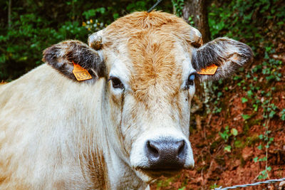 Close-up portrait of cow