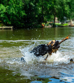 View of dog running in water