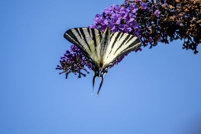 Butterfly on purple flower