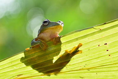 Low angle view of frog on leaf