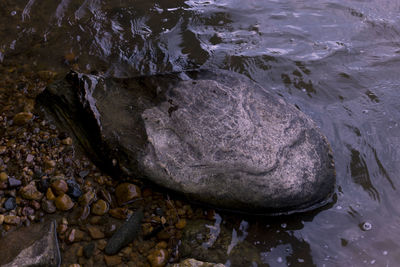 High angle view of turtle on rock in sea