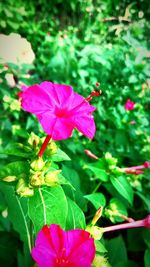 Close-up of pink hibiscus blooming outdoors