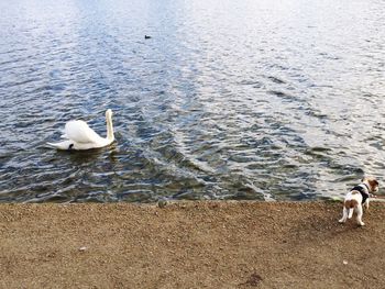 High angle view of swan swimming in lake
