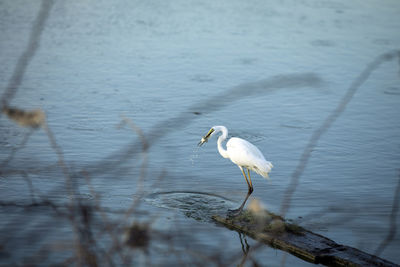 White heron perching on a lake