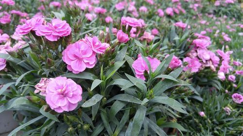 Close-up of pink flowers