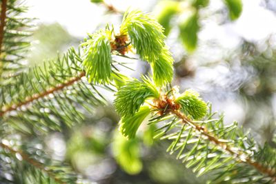 Close-up of pine tree branch