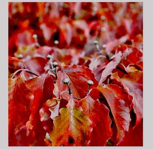 Close-up of leaves on ground