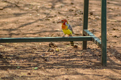 Close-up of bird on field