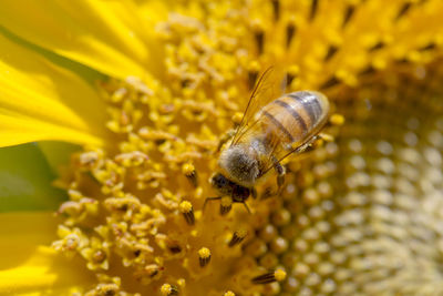 Close-up of honey bee on yellow flower