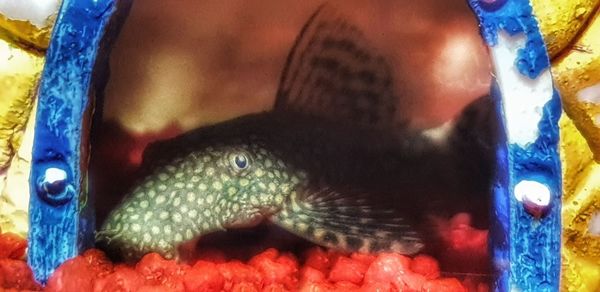 Close-up of fish swimming in sea