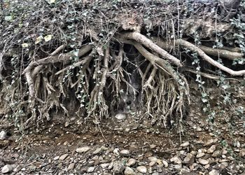 Close-up of tree roots on field