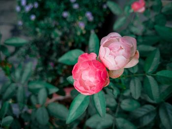 Close-up of pink rose