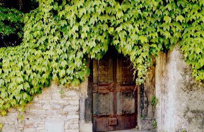 Ivy growing on wall