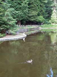 View of birds in lake