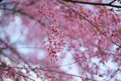 Low angle view of cherry blossoms in spring