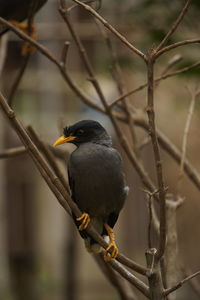 Close-up of bird perching on branch
