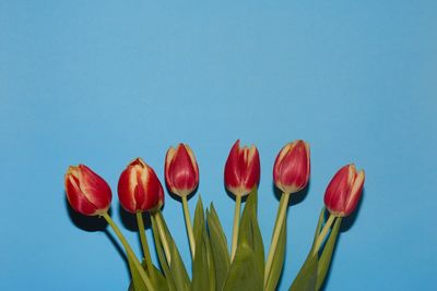 Close-up of red tulips against blue sky