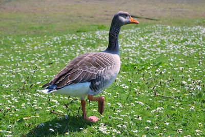 Mallard duck on field