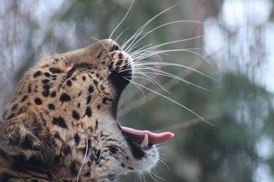 Close-up of leopard yawning