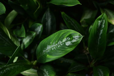 Close-up of green leaves