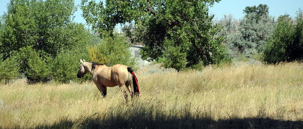 Horse grazing on field