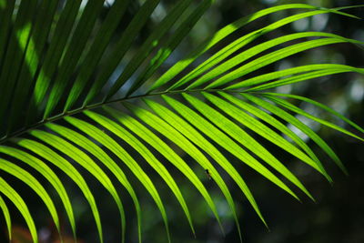 Close-up of palm leaves