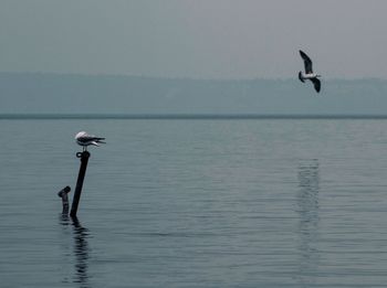 Bird flying over sea against sky