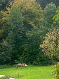 Sheep in a field