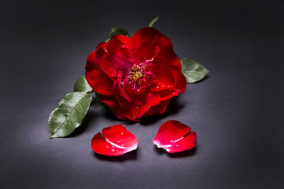 Close-up of red rose on table