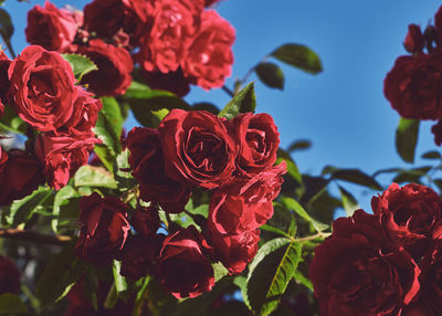 Close-up of rose bouquet