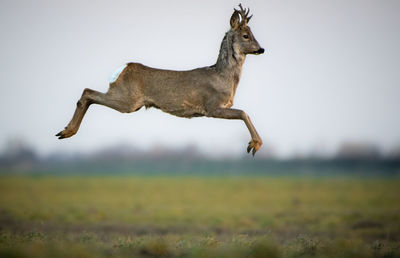 Deer standing on field