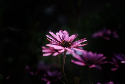 Close-up of cosmos flower blooming outdoors