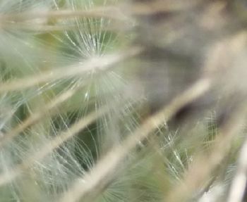 Close-up of dandelion