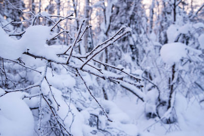 A branch of a tree in the snow, frost on the background of a winter forest