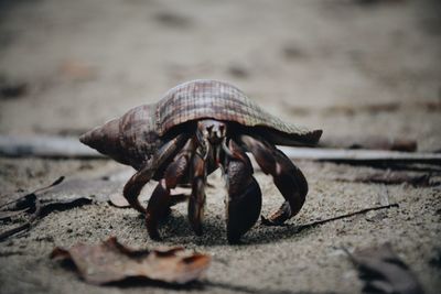 Close-up of crab on beach