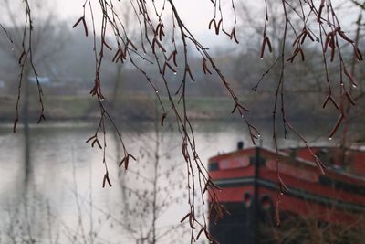 Close-up of bare branches against lake during winter