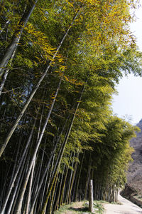 Low angle view of bamboo trees in forest