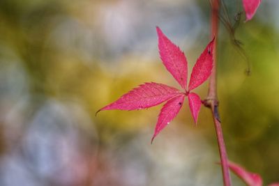 Close-up of maple leaf during autumn