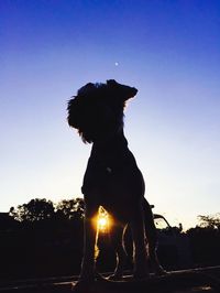 Trees against blue sky and clouds