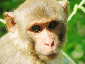 Close-up portrait of monkey